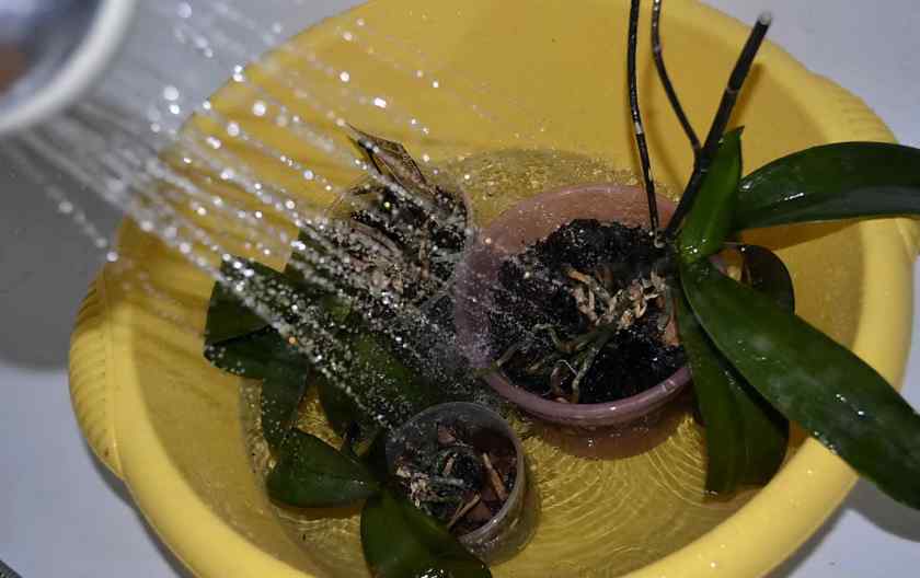 Как поливать орхидею правильно?