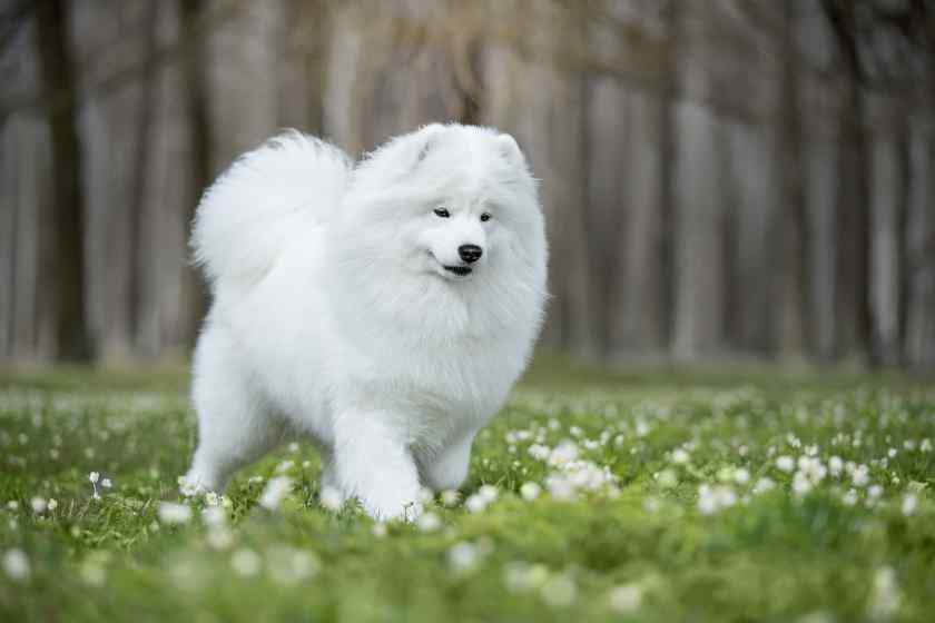 Гипоаллергенные собаки: Самоедская собака