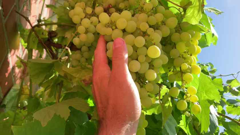 Лучшие сорта винограда: Таёжный Изумруд
