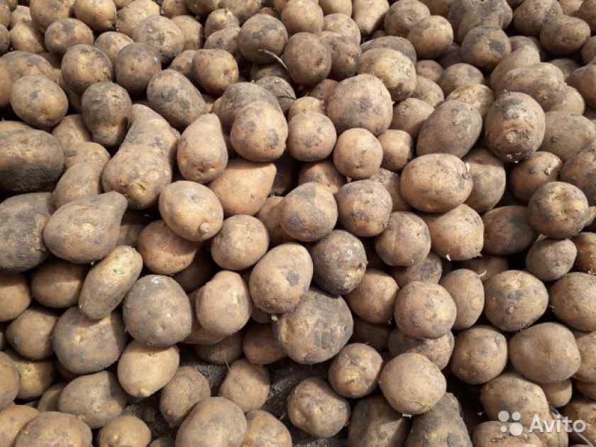 Лучшие сорта картофеля для Беларуси: Криница