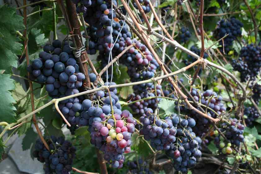 Лучшие сорта винограда: Агат Донской