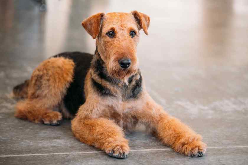 Топ-10 пород собак для людей с аллергией на собачью шерсть