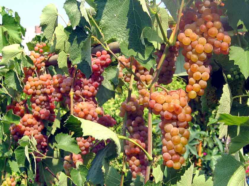 Лучшие сорта винограда для Беларуси: Соммерсет Сидлис