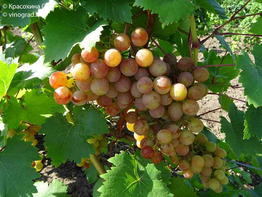 Лучшие сорта винограда в Беларуси: Новоукраинский ранний