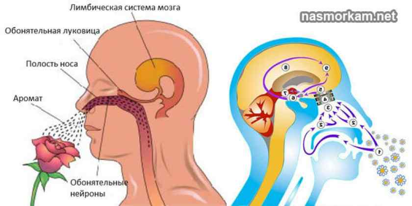 Отсутствие вкуса и запаха