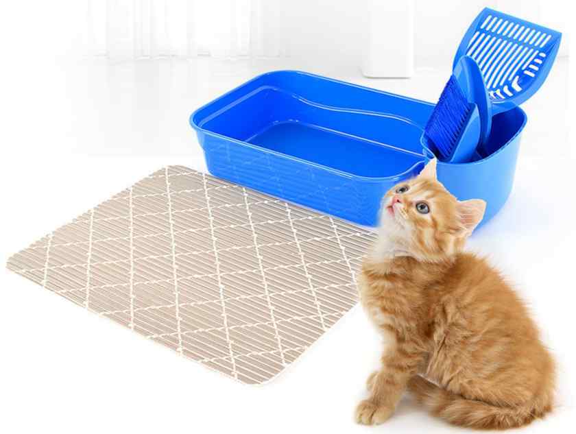 Как приучить котёнка к лотку в квартире