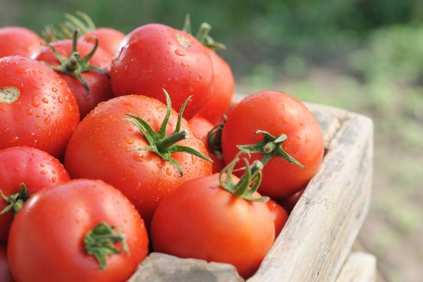 Посев томатов в 2021 году на рассаду