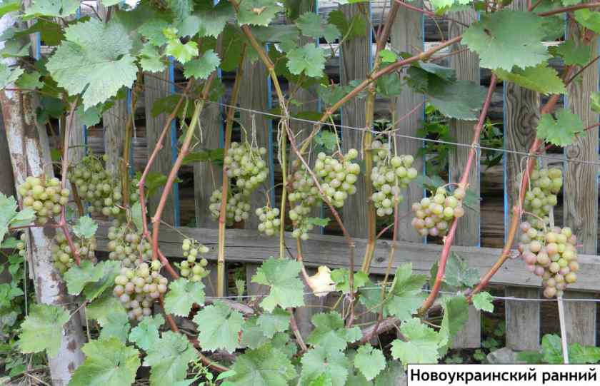 Лучшие сорта винограда для Беларуси: Новоукраинский ранний