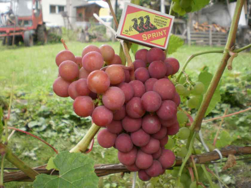 Лучшие сорта винограда в Белоруссии: Лепсна