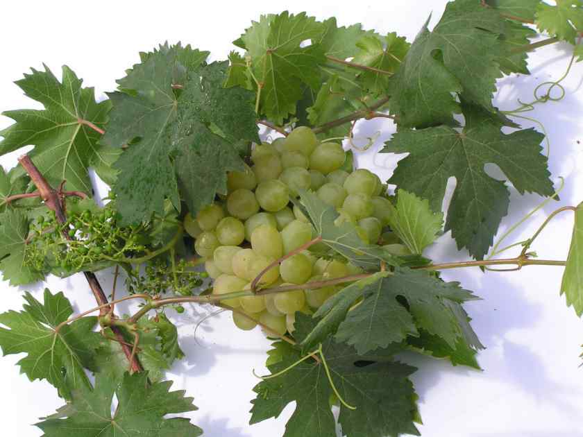 Лучшие сорта винограда в Беларуси: Алешенькин