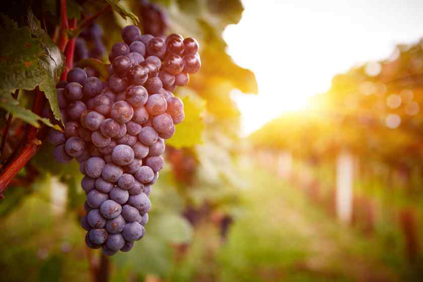 Какой виноград выбрать для выращивания в Беларуси?