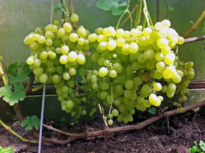 Лучшие сорта винограда: Алешенькин