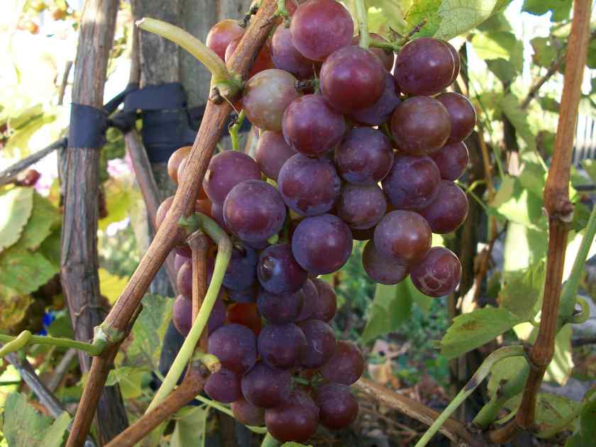 Лучшие сорта винограда для Беларуси: Минский розовый