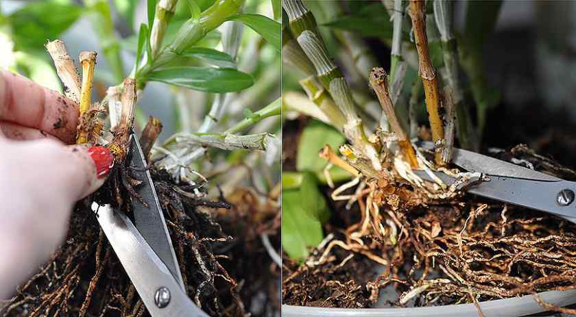 Как размножить орхидею делением