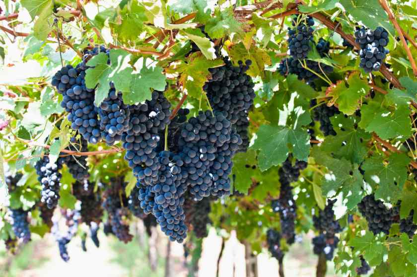 Лучшие сорта винограда для Белоруссии: Маршал Фош