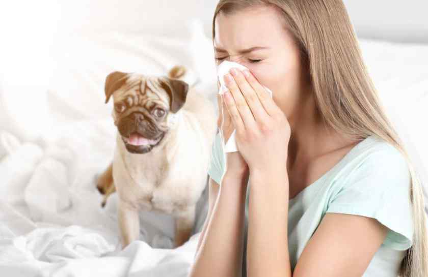 Породы собак на которых нет аллергии у астматиков