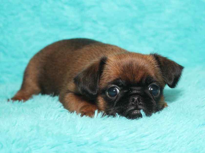 Маленькие породы собак: Пти-брабансон
