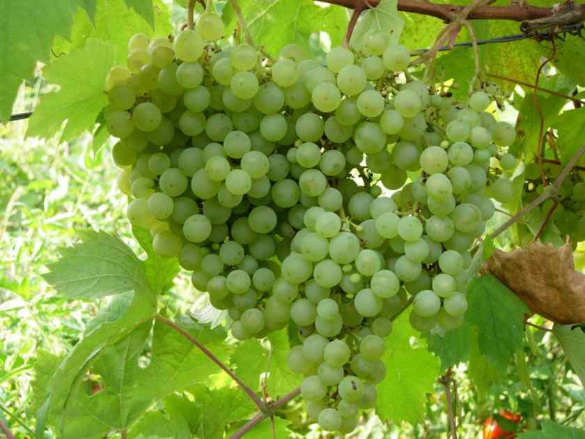 Лучшие сорта винограда для Беларуси: Таёжный Изумруд