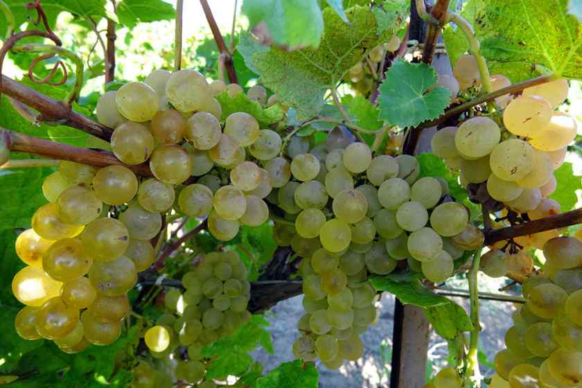 Лучшие сорта винограда для Беларуси: Кристалл