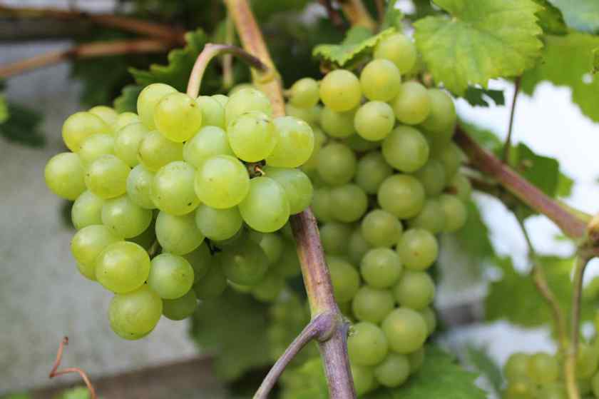 Лучшие сорта винограда в Беларуси: Краса Севера