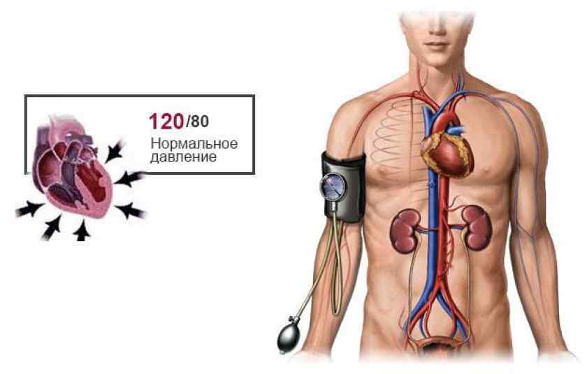 Давление мужчины 25 лет. Давление человека. Нормальное давление. Норма давления у взрослого человека. Норма давления у мужчин.