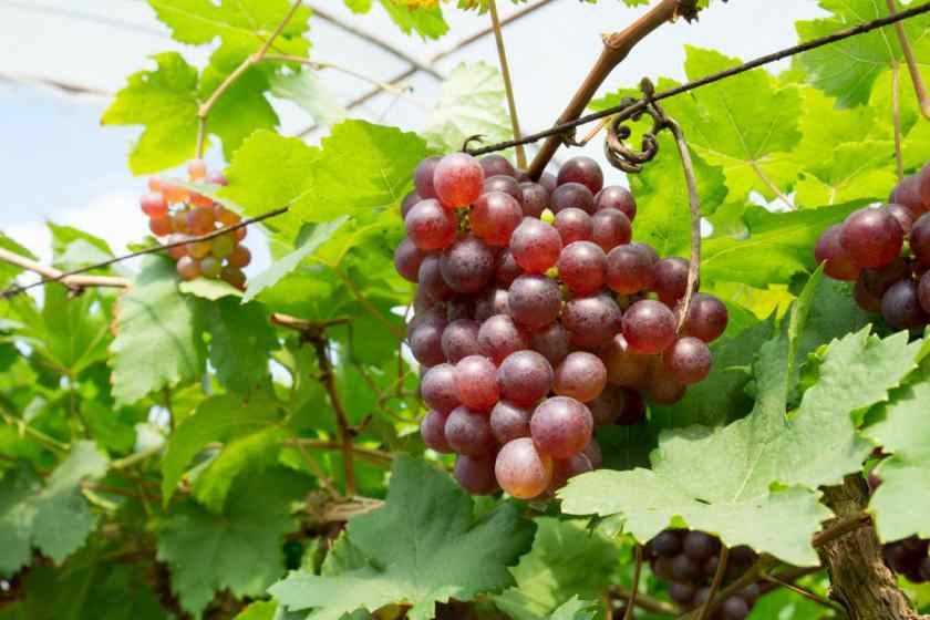 Лучшие сорта винограда: Минский розовый