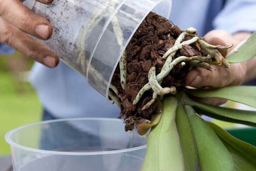 Как правильно пересаживать орхидею?