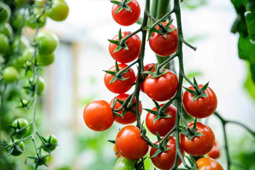 Лучшие сорта томатов для Беларуси: лучшие сорта помидор для открытогогрунта и для теплицы