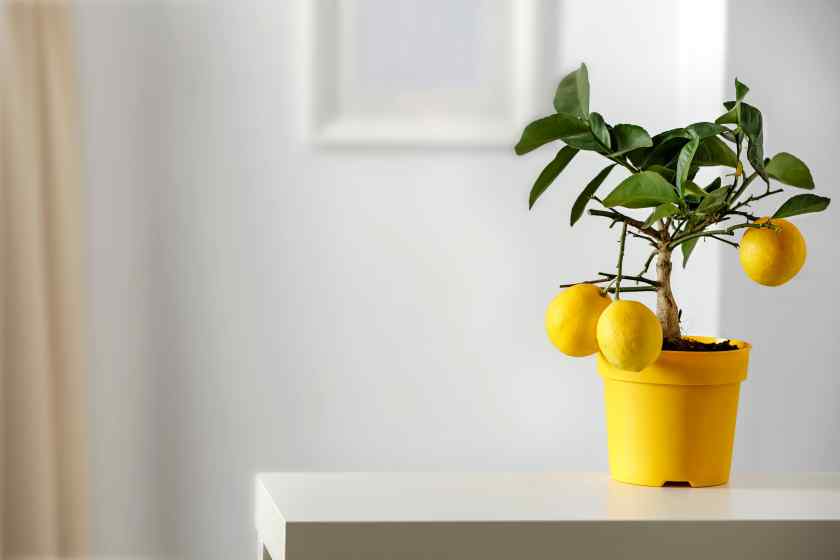 Как правильно подкормить лимонное дерево в домашних условиях в разные сезоны?