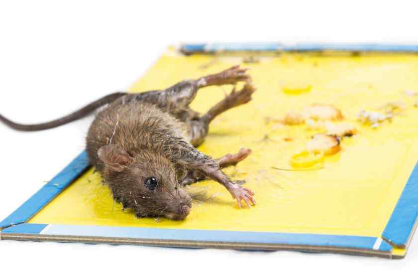 Как избавиться от мышей в доме: как навсегда избавиться от мышей в  квартире, доме, на даче, народные способы