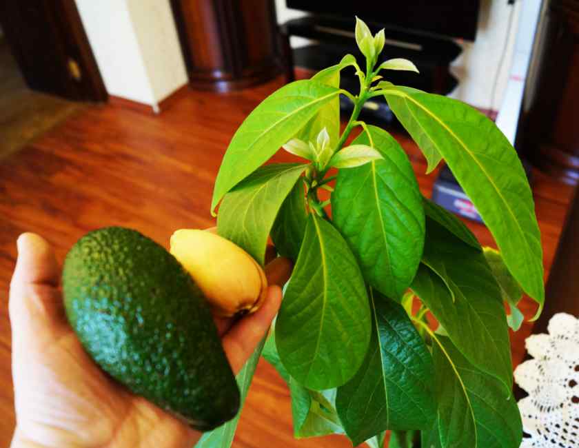 Как вырастить авокадо из косточки дома?