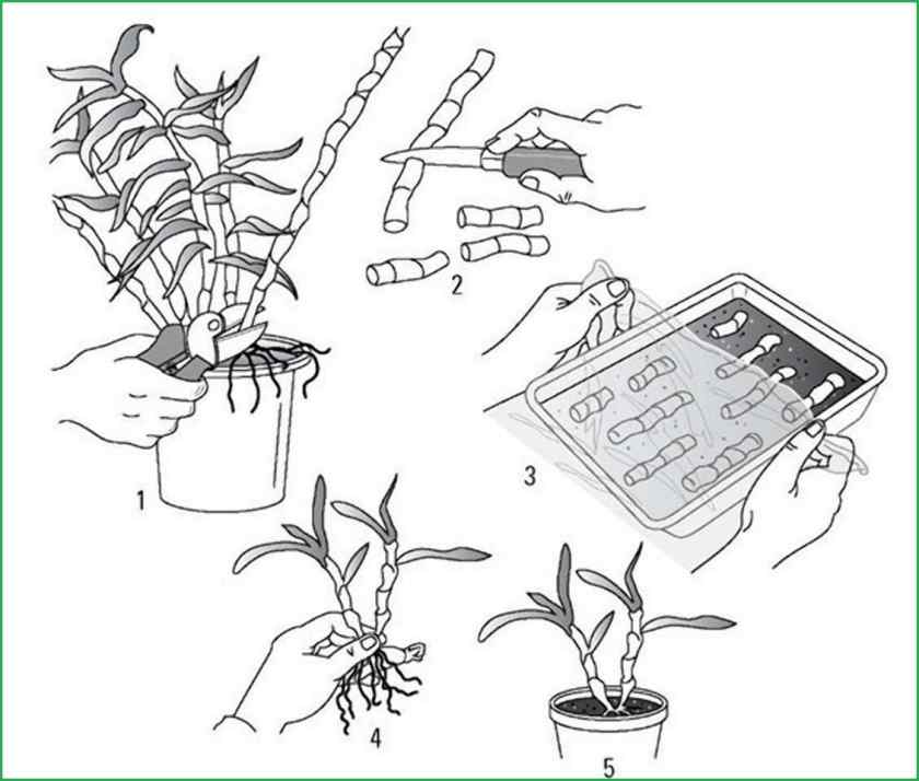 Как размножить орхидею детками