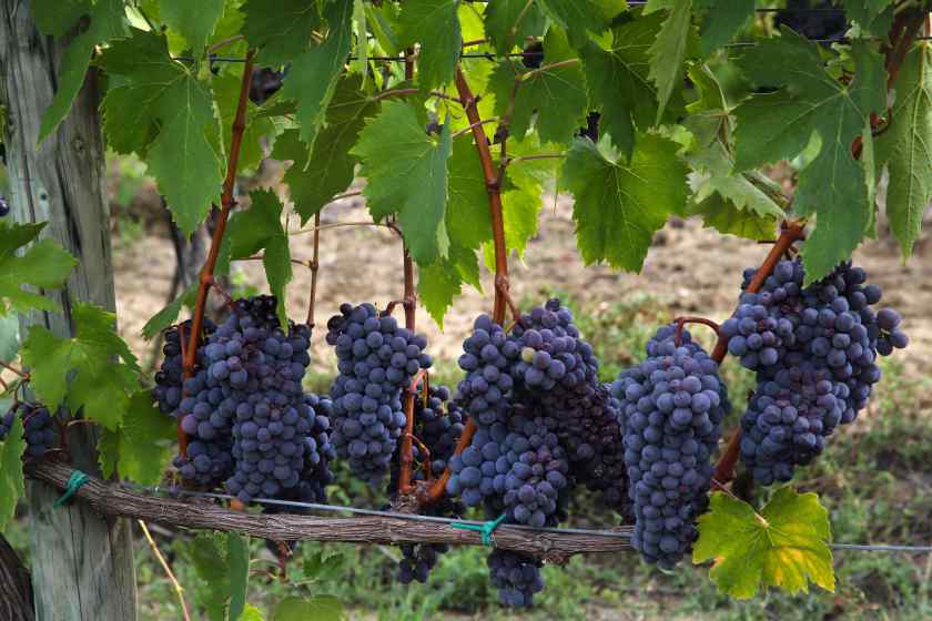 Лучшие сорта винограда: Альфа
