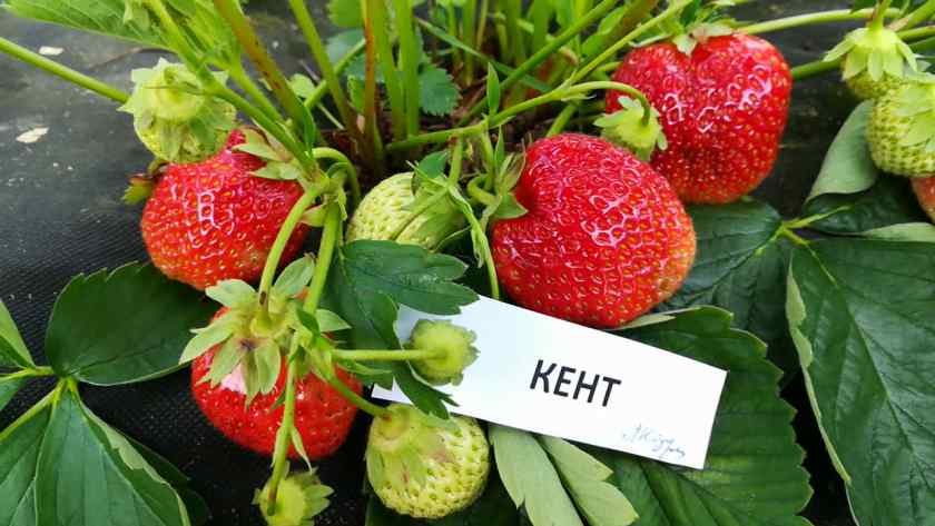 Лучшие сорта клубники для выращивания в Беларуси - "Кент"