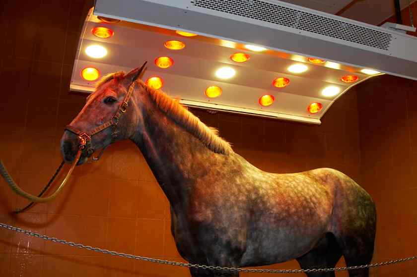 Солярий для лошадей в цирке Минска
