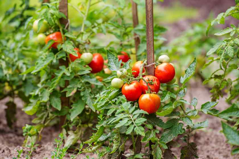 Лучшие сорта томатов для Беларуси: лучшие сорта помидор для открытого грунта  и для теплицы