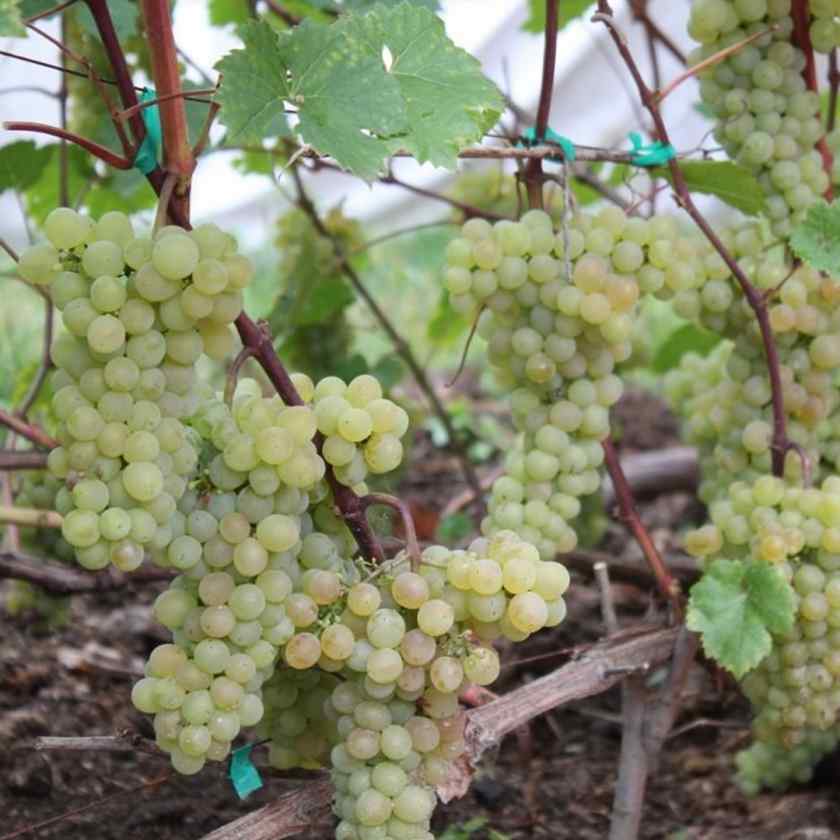 Лучшие сорта винограда для Белоруссии: Кристалл