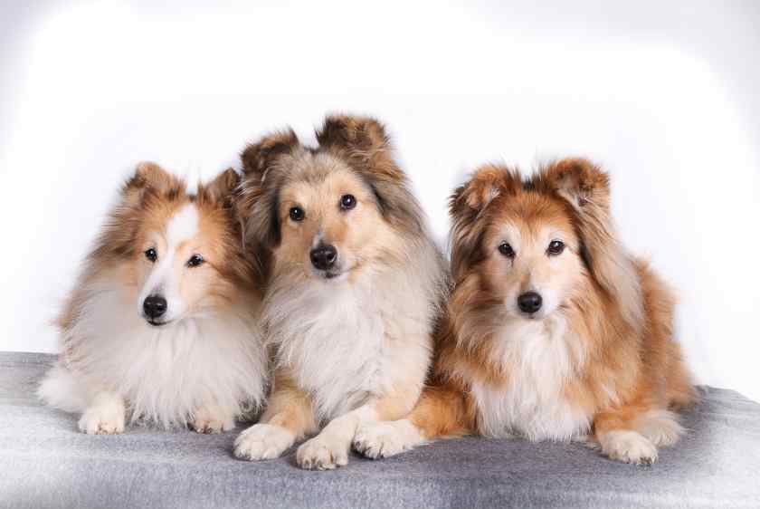Шелти - порода собак для квартиры