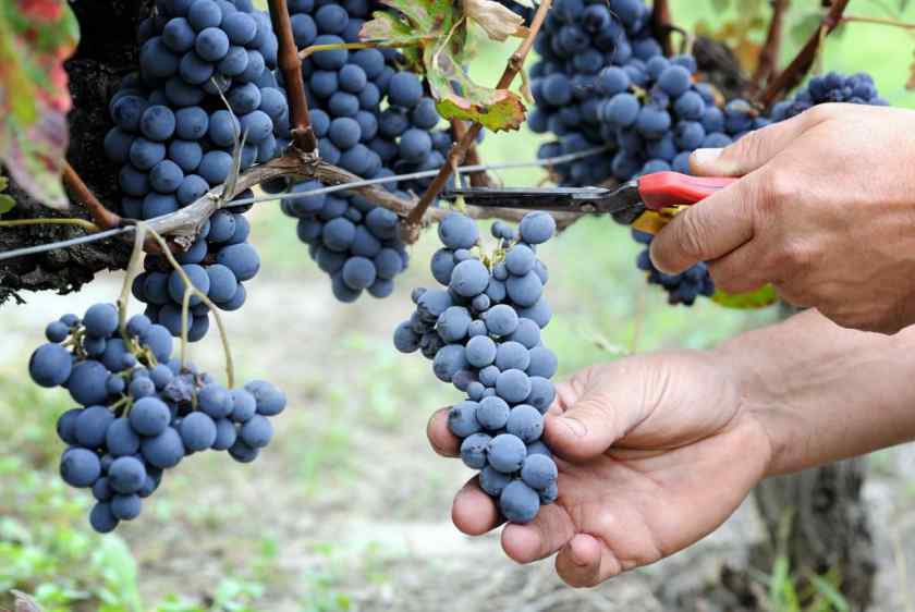 Лучшие сорта винограда: Маркетт