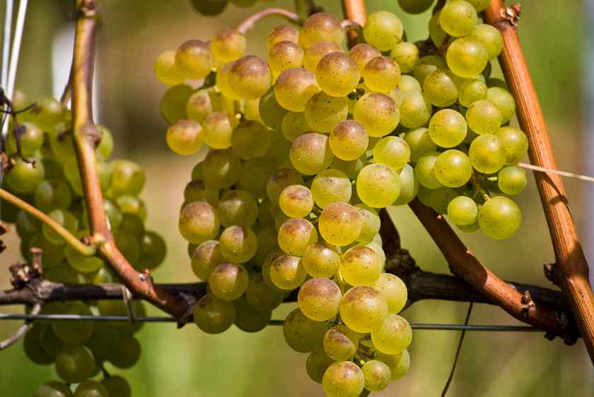 Лучшие сорта винограда для Беларуси: Бианка