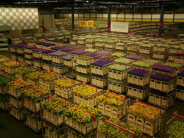 картинка аукцион цветов в голландии