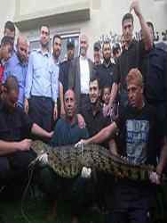 крокодил, Палестина, Сектор Газа, зоопарк