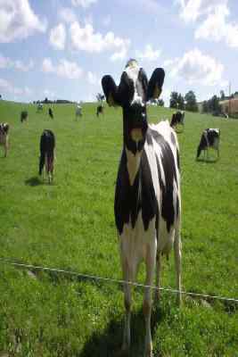 картинка коровы