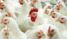 Не птичий день: из-за птичьего гриппа Беларусь запретила ввоз куриного мяса из нескольких стран мира