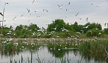 Минчане пытаются сохранить заказник «Лебяжий»