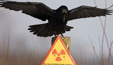 Ученые Соединенного Королевства едут в Беларусь за лесами, оленями и лосями, которых у них давно нет